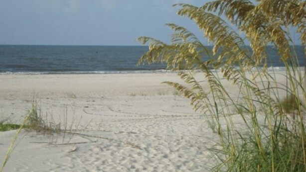 Une plage de sable avec une végétation clairsemée.