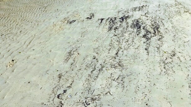 Une plage avec une eau claire et peu profonde, un rivage sablonneux et une rangée de palmiers.