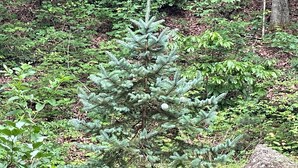 A coniferous tree in a natural setting with dense foliage and a rock nearby.