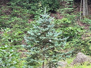 Un árbol de coníferas en un entorno natural con follaje denso y una roca cerca.
