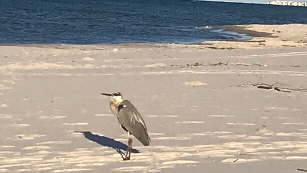 Een vogel staat op een zandstrand, met de oceaan op de achtergrond.
