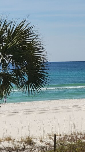 A beach with a palm tree and ocean view.