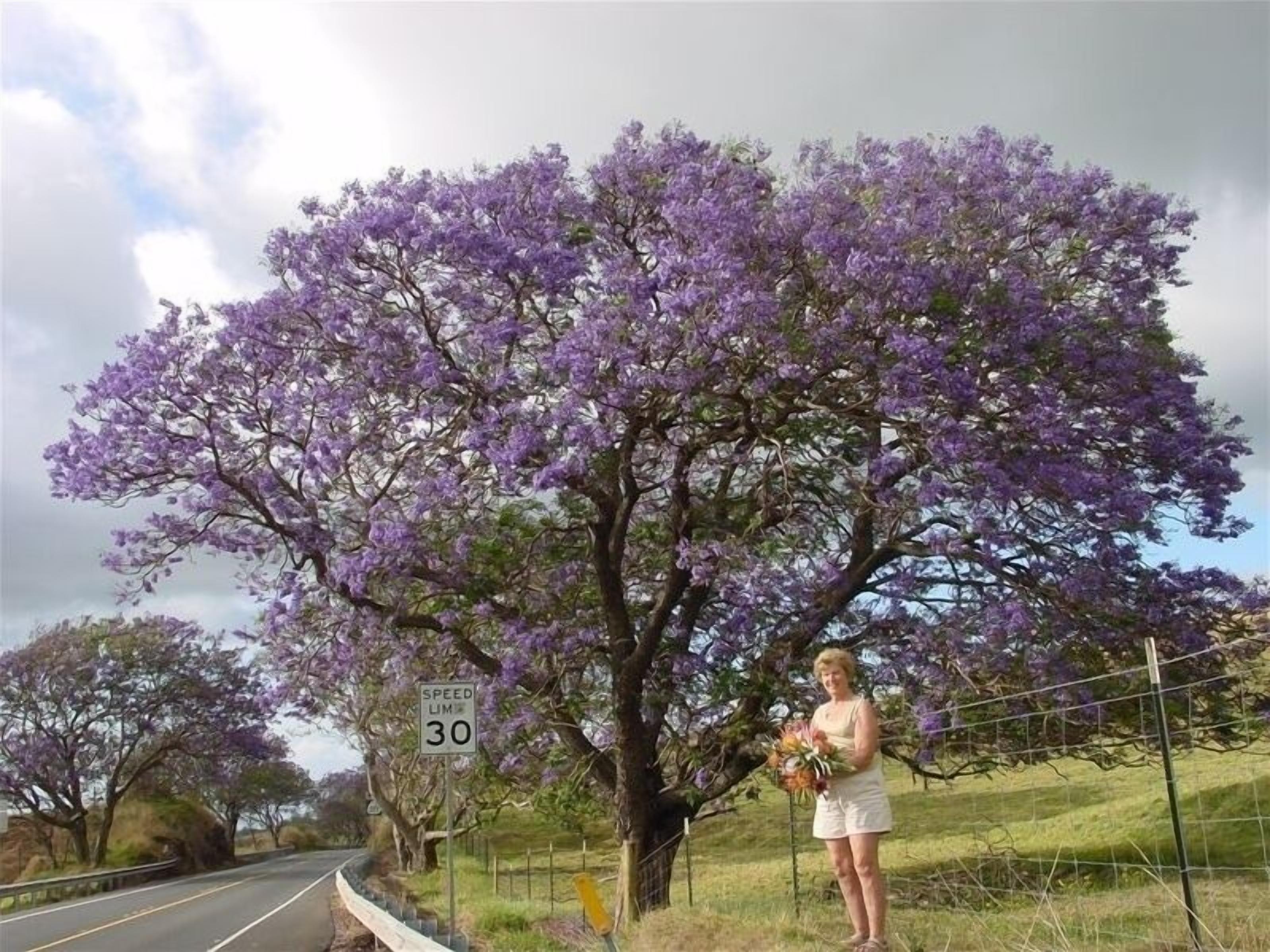 Une route avec un panneau indiquant une limitation de vitesse à 30, une personne tenant des fleurs et des arbres en fleurs de couleur violette.