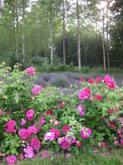 Charming cottage in 9 ha park with lake, toys/swing set/ping pong... Paris 80km