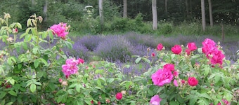 Charming cottage in 9 ha park with lake, toys/swing set/ping pong... Paris 80km