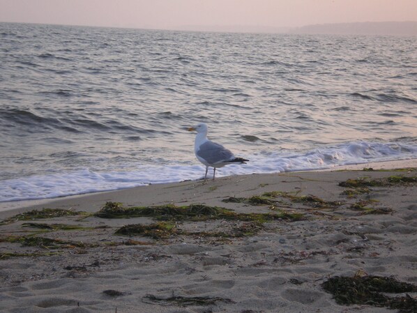 A seagull standing on a sandy beach with waves in the background.