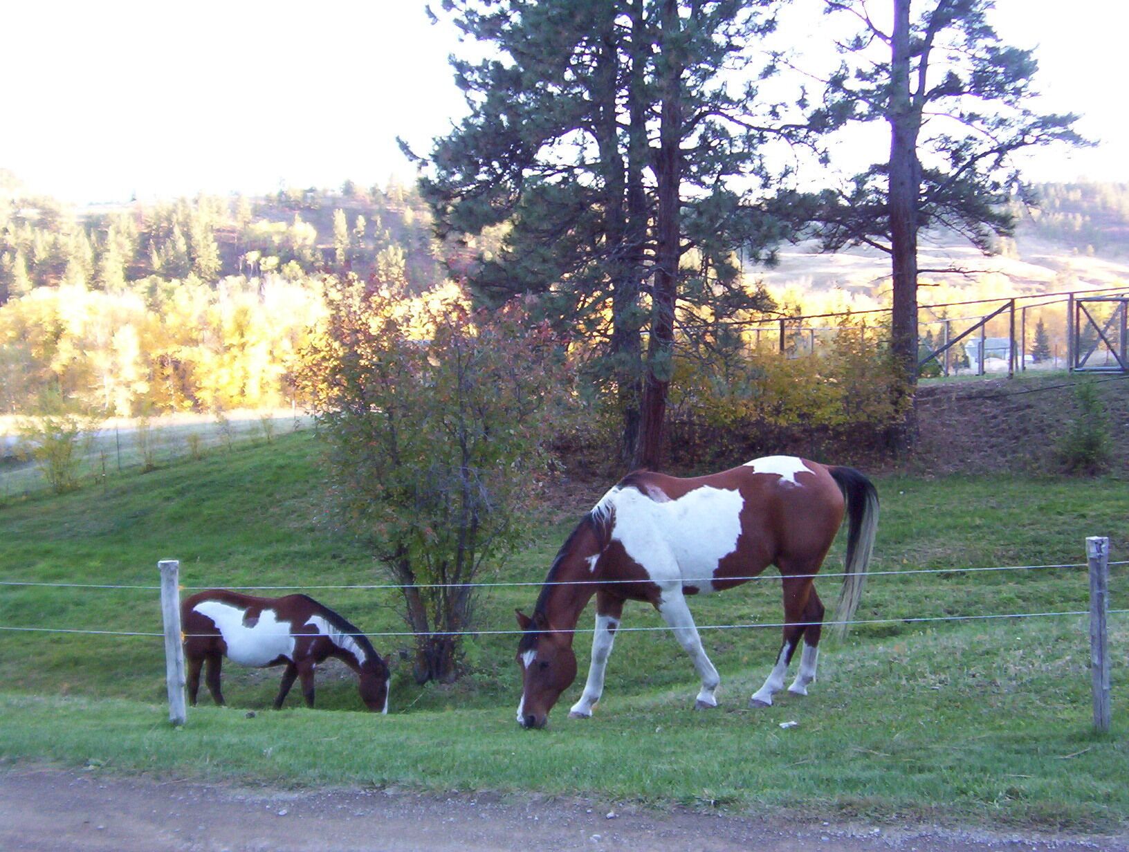 Paint Horses on the Ranch