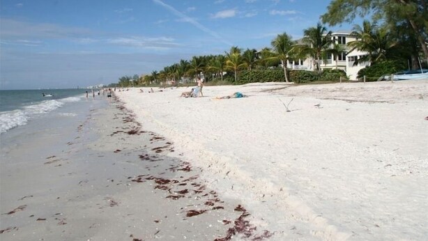 A beach with a sandy shore, palm trees, and a building in the background.