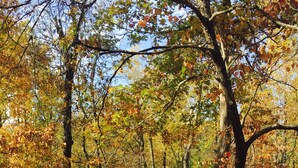 A cabin surrounded by trees with autumn leaves. -  #1 Fall Creek Cabins 1 mile from Lake Norfork and Mtn. Home Ar. (Mountain Home)
