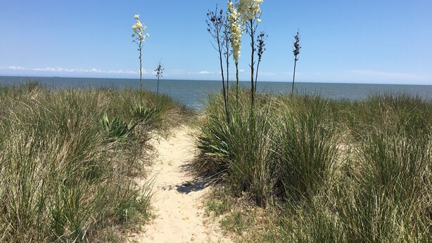 A sandy path leading to the ocean, surrounded by tall grass and white flowering plants.