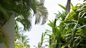 Una piscina larga y estrecha con borde de hormigón, rodeada de exuberante vegetación y palmeras.