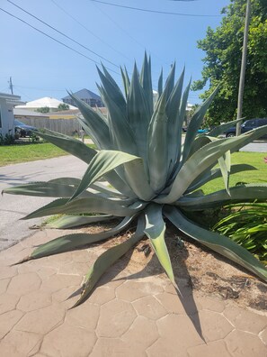 A large agave plant in a residential area with a paved walkway. - Visit 'Derondo Delight' Beach House - Just Steps from the Gulf (Panama City Beach)