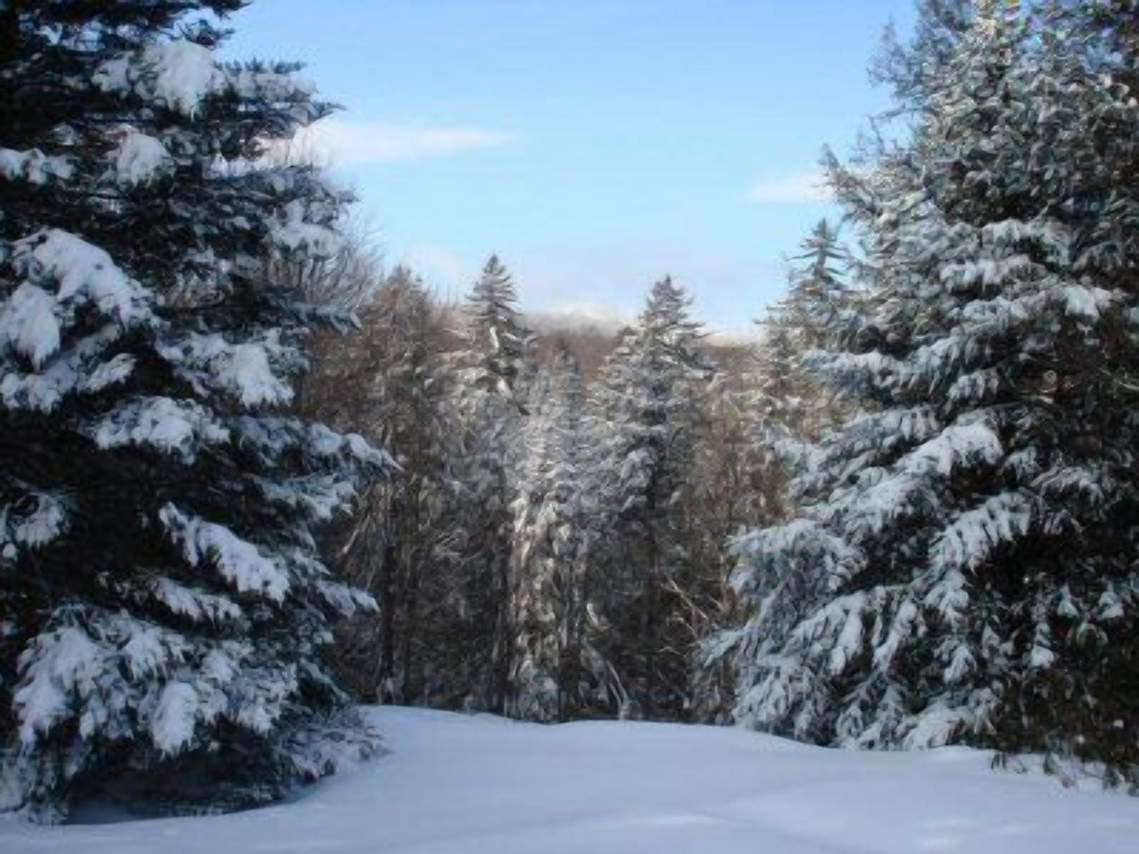 Une forêt enneigée, avec de grands arbres à feuilles persistantes.