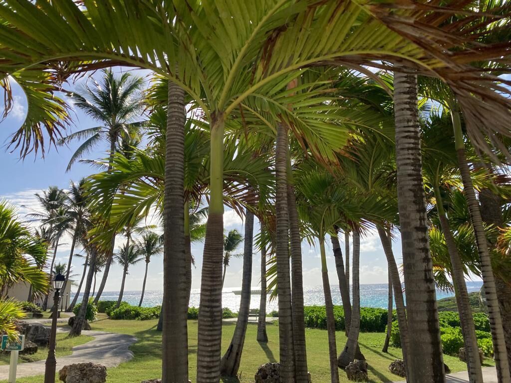 A pathway lined with palm trees leading to a beach.