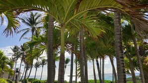 Un sendero bordeado de palmeras que conduce a una playa.