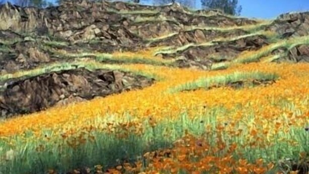 A field of orange flowers with a rocky hillside in the background.