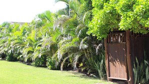 Un jardin luxuriant, agrémenté d’une clôture en bois et de diverses plantes tropicales.
