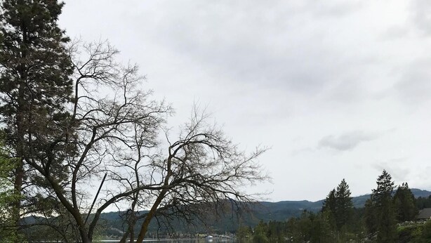 En vacker utsikt över en lugn sjö, med ett vitt staket, gräsmattor och träd.