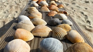 Una pasarela de madera en la playa con diversas conchas marinas exhibidas a lo largo de su recorrido.