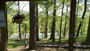 A wooden deck with a hanging planter, surrounded by trees and a view of a lake.