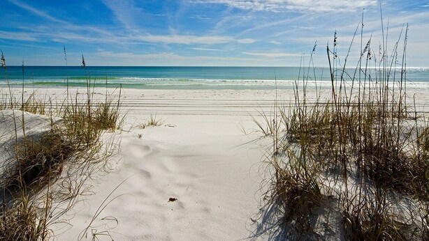 Une plage de sable avec une végétation clairsemée.