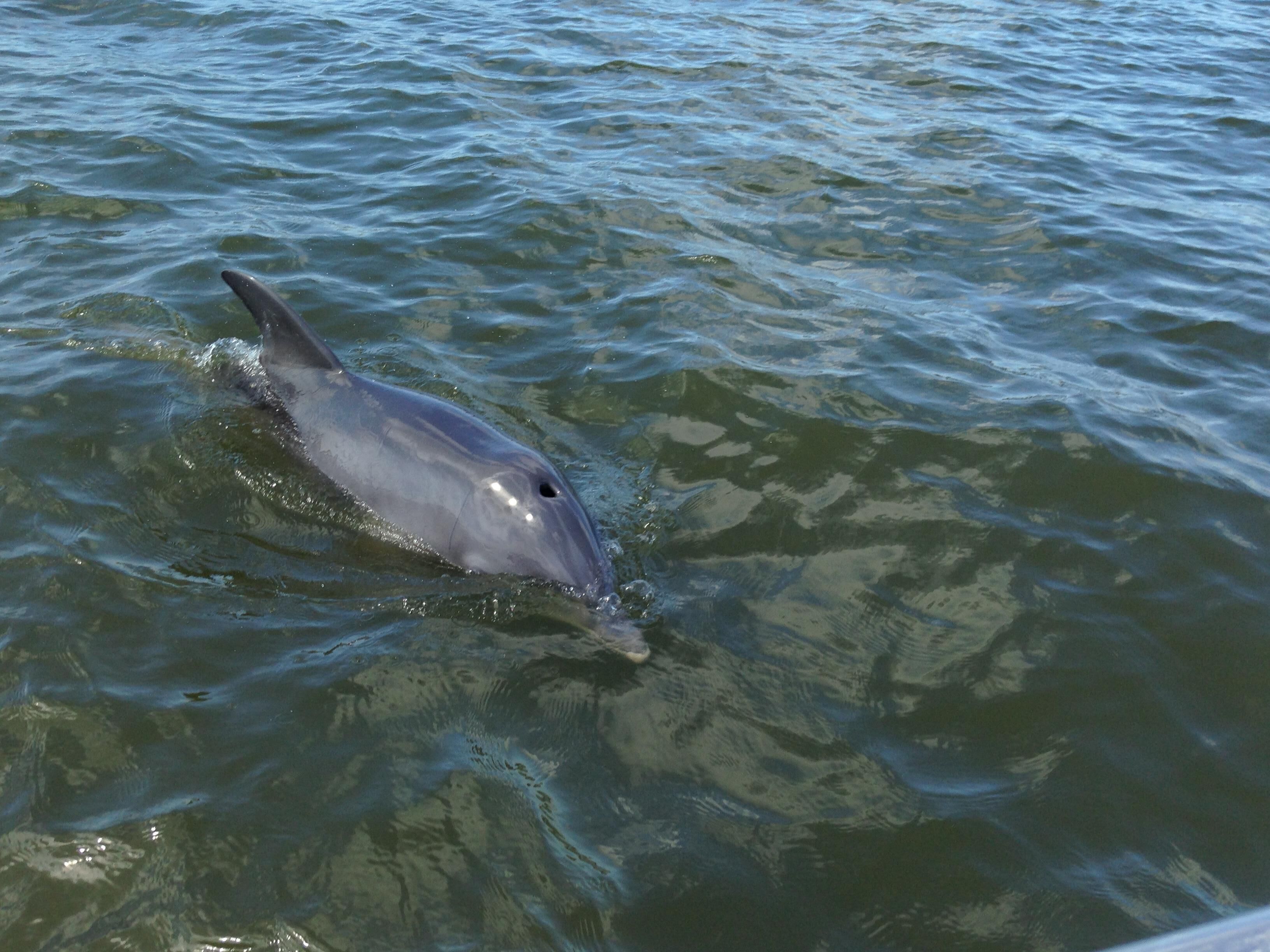 A dolphin swimming in clear water.