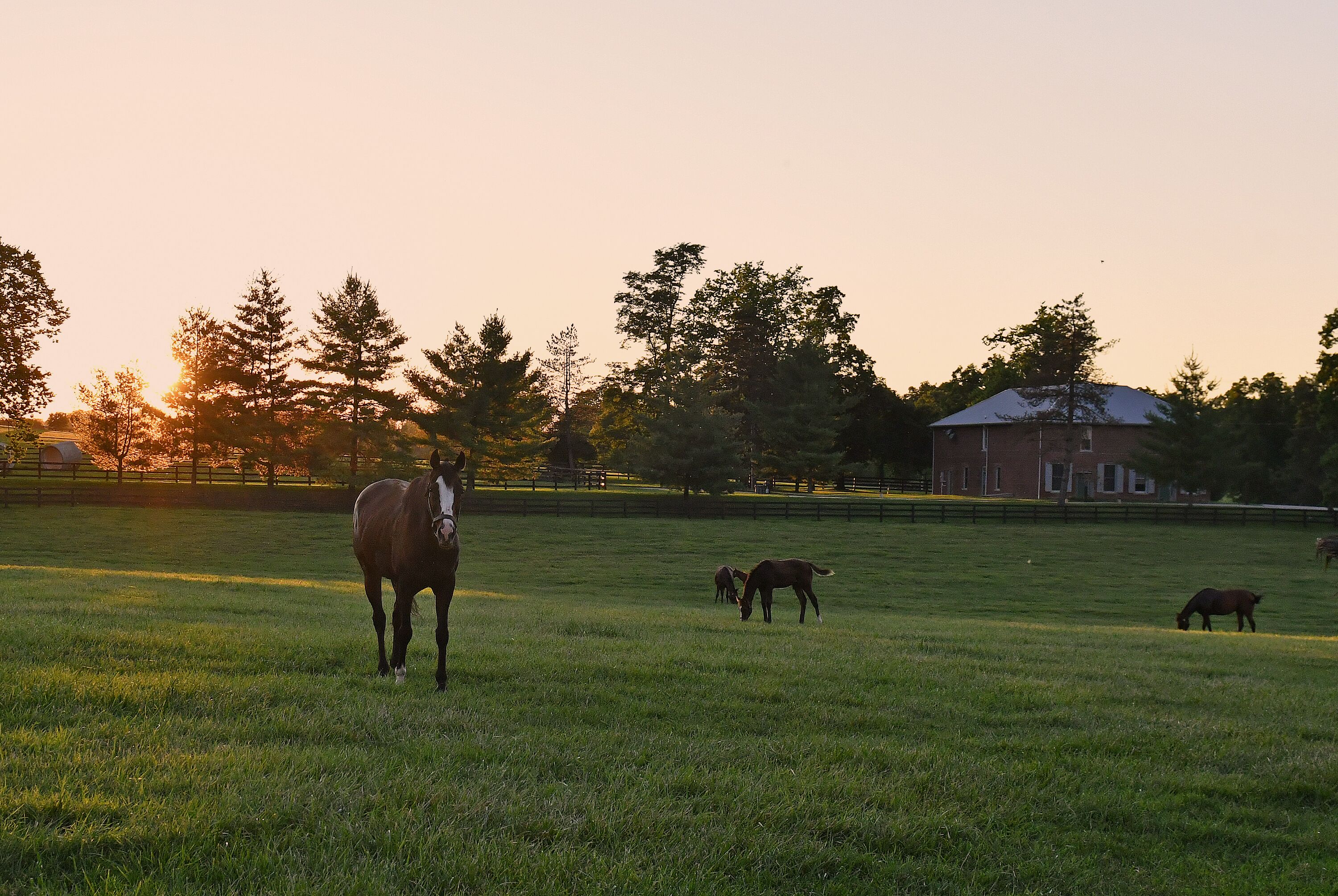 Un champ verdoyant avec des chevaux et une grange en arrière-plan.