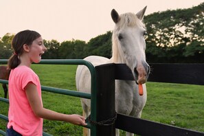 Une personne interagissant avec un cheval derrière une clôture, dans un espace herbeux.