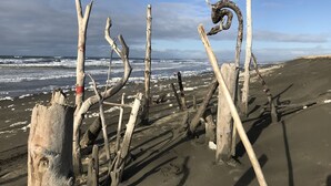 A beach with driftwood and a view of the ocean.