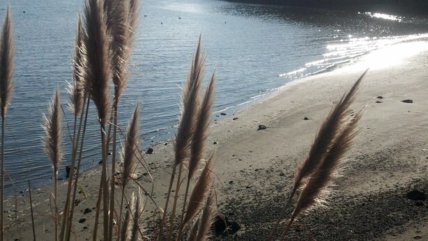A beach with sand and water, with reeds in the foreground.