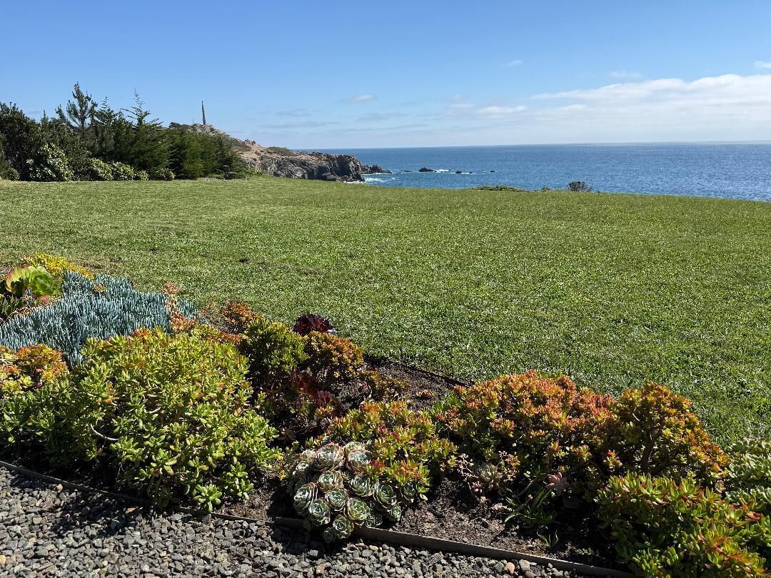 Succulent garden and meadow in spring
