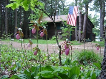 driveway side with spring ladyslippers