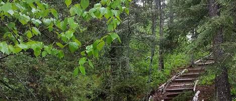 A forested area with a wooden staircase leading up.