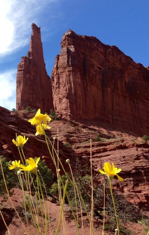 A desert landscape with red rock formations and yellow flowers in the foreground.
