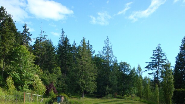 Une jetée en bois s’étendant sur un lac paisible, entouré d’une forêt dense.
