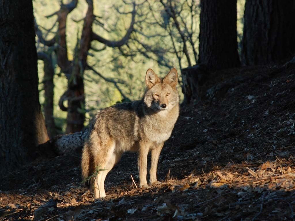 A coyote standing in a forested area with trees and leaf-covered ground.