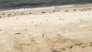 A beach with clear skies and calm waters. - LazyLou:Low Rates for Fall:4 Bedroom+4.5 Bath+3Pools+Hot Tub+Screen Porches (Port St Joe)