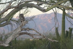 Property grounds - Sahuaro Ranch Hideaway (Tucson)
