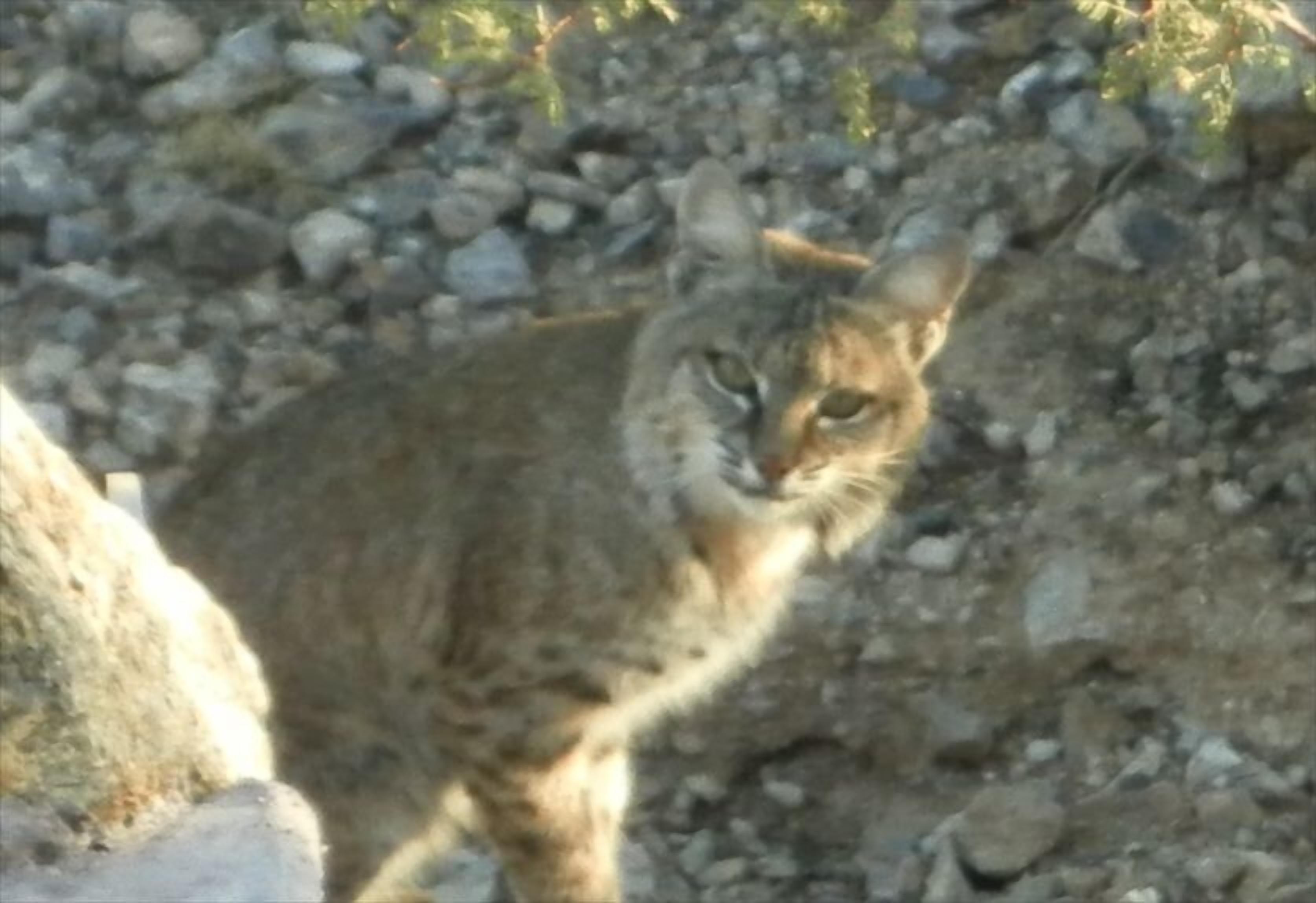 Un gato en un entorno rocoso al aire libre.