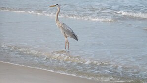 A bird standing in shallow water near the shore. - Oh the views, hear the surf Great location all year long (Gulf Shores)