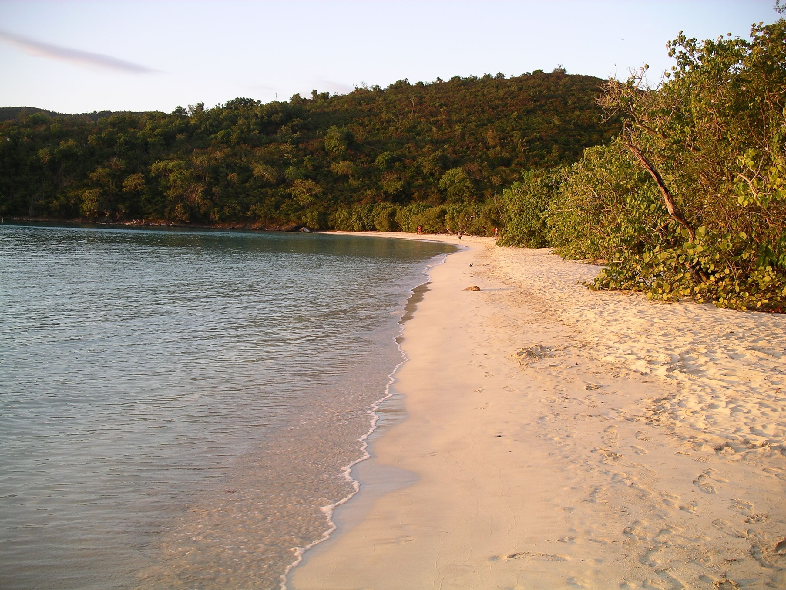 A beach with clear water, sandy shore, and dense forest in the background.