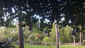 Un exuberante jardín con palmeras, césped y una planta en maceta.