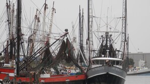 Un muelle con varios barcos pesqueros, incluyendo uno llamado "Lady Michelle A".