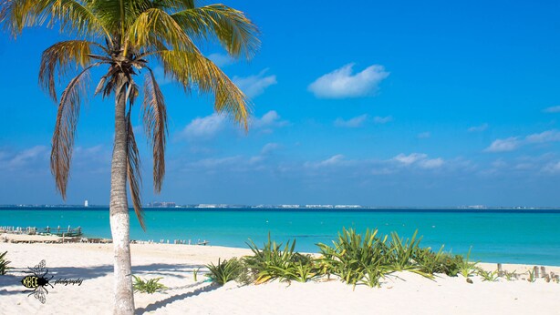 Una playa con una palmera, agua turquesa cristalina y un horizonte urbano distante.