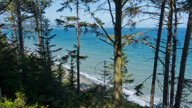 En kustnära skog med höga träd och utsikt över havet.