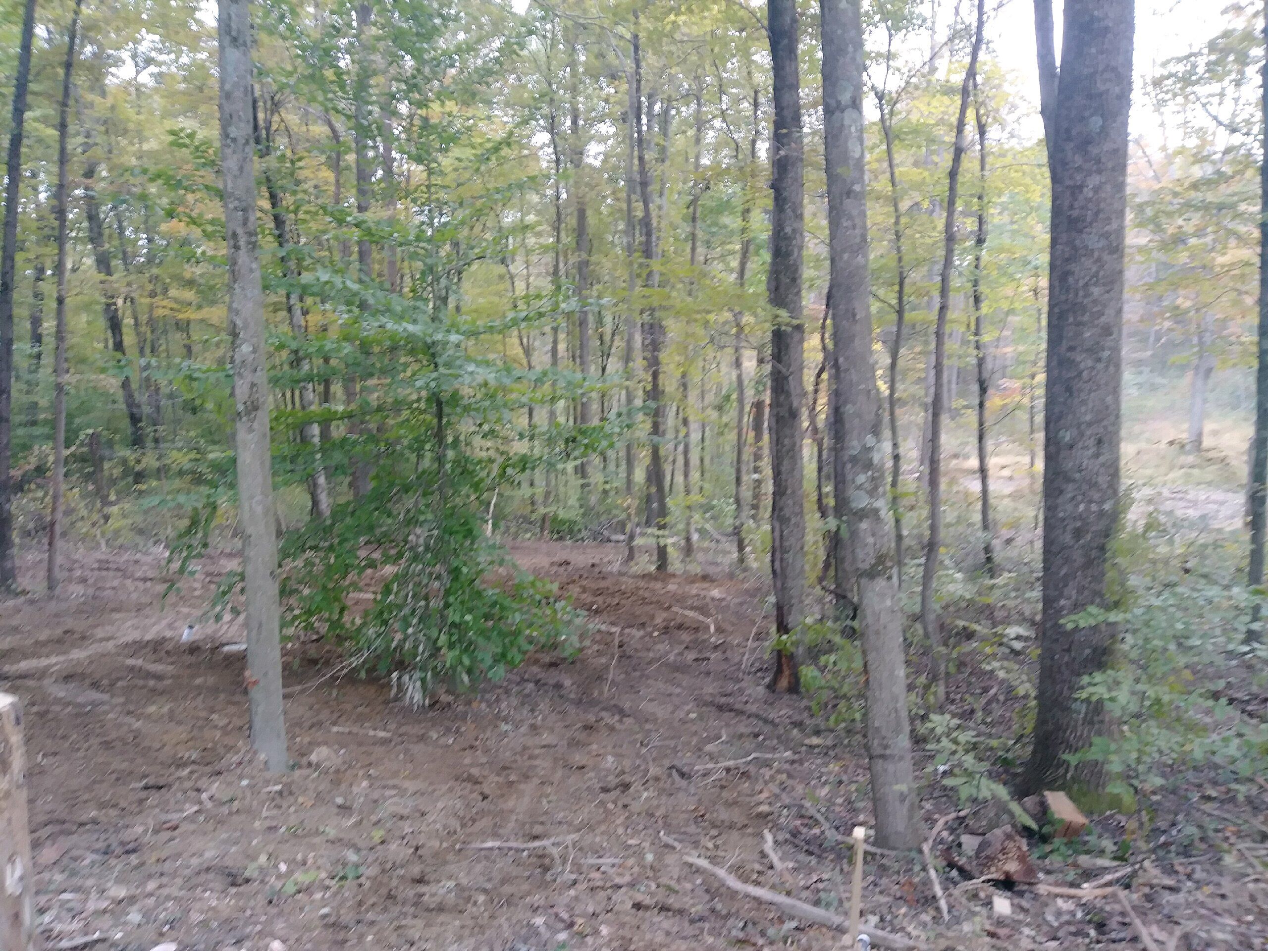Une forêt avec de grands arbres et un sentier de terre.