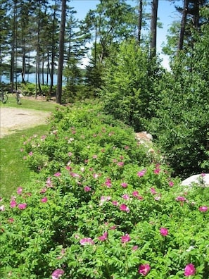 driveway to house