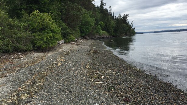 A pebbly beach with dense forest on one side and calm water extending to the horizon. - Pleasant Beach Getaway - Breathtaking Puget Sound Views and Steps from the Beach (Bainbridge Island)