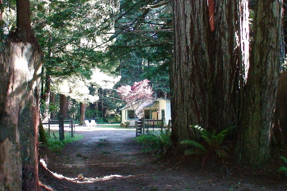 Amy's Redwood Cottage