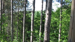 Una zona boscosa amb arbres alts i una passera de fusta.